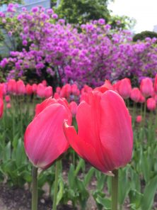 西１南側　チューリップ近・ヨドガワツツジ